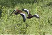 Black-bellied Whistling-ducks, Aguas de São Pedro, São Paulo, Brazil, December 2006 - click for a larger image