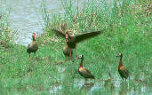 Black-bellied and White-faced Whistling-ducks, Roraima, Brazil, July 2001 - click for a larger image