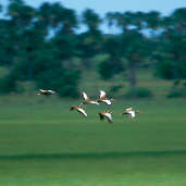 Black-bellied Whistling-ducks, Roraima, Brazil, July 2001 - click for a larger image