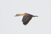 Fulvous Whistling-duck, Taim, Rio Grande do Sul, Brazil, August 2004 - click for larger image