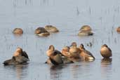 Fulvous Whistling-duck, Taim, Rio Grande do Sul, Brazil, August 2004 - click for larger image