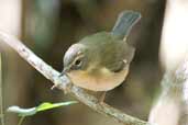 Female Black-throated Blue Warbler, La Güira, Cuba, February 2005 - click for larger image