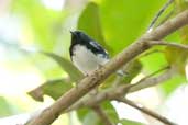 Black-throated Blue Warbler, Santo Tomás, Zapata Swamp, Cuba, February 2005 - click for larger image