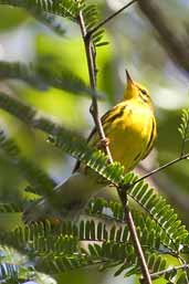 Prairie Warbler, Santo Tomás, Zapata Swamp, Cuba, February 2005 - click for larger image