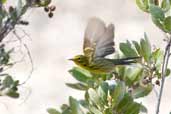 Prairie Warbler, Cayo Paredon Grande, Cuba, February 2005 - click for larger image