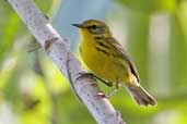 Prairie Warbler, Santo Tomás, Zapata Swamp, Cuba, February 2005 - click for larger image