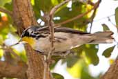 Yellow-throated Warbler, Soplillar, Zapata Swamp, Cuba, February 2005 - click for larger image