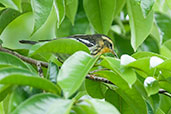 Blackburnian Warbler, Cerro Montezuma, Tatamá, Risaralda, Colombia, April 2012 - click for larger image