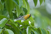 Blackburnian Warbler, Cerro Montezuma, Tatamá, Risaralda, Colombia, April 2012 - click for larger image