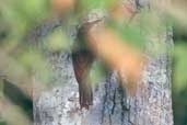 Hoffman's Woodcreeper, Borba, Amazonas, Brazil, August 2004 - click for larger image