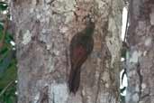 Hoffman's Woodcreeper, Borba, Amazonas, Brazil, August 2004 - click for larger image