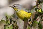 Magnolia Warbler, Pálpite, Zapata Swamp, Cuba, February 2005 - click for larger image