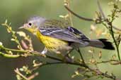 Magnolia Warbler, Pálpite, Zapata Swamp, Cuba, February 2005 - click for larger image