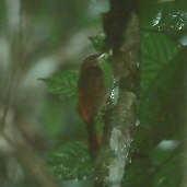 White-chinned Woodcreeper, Brazil, Sept 2000 - click for larger image