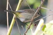 Palm Warbler, La Güira, Cuba, February 2005 - click for larger image