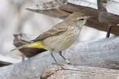 Palm Warbler, Cayo Coco, Cuba, February 2005 - click for larger image