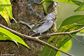 Chestnut-sided Warbler, Rio Santiago, Honduras, March 2015 - click on image for a larger view