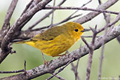 Yellow Warbler, Roatan, Honduras, March 2015 - click on image for a larger view