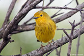 Yellow Warbler, Roatan, Honduras, March 2015 - click on image for a larger view