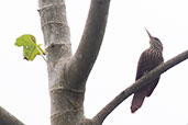 Straight-billed Woodcreeper, Rioja, San Martin, Peru, October 2018 - click for larger image