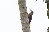 Straight-billed Woodcreeper, Rioja, San Martin, Peru, October 2018 - click for larger image