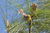 Olive-capped Warbler, La Güira, Cuba, February 2005 - click for larger image