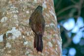 Planalto Woodcreeper Vargem Alta, Espírito Santo , Brazil, March 2004 - click for larger image