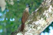 Planalto Woodcreeper Vargem Alta, Espírito Santo , Brazil, March 2004 - click for larger image