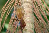 Planalto Woodcreeper Vargem Alta, Espírito Santo , Brazil, March 2004 - click for larger image