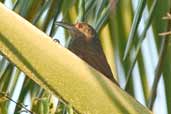 Cinnamon-throated Woodcreeper, Manaus, Amazonas, Brazil, July 2004 - click for larger image