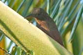 Cinnamon-throated Woodcreeper, Manaus, Amazonas, Brazil, July 2004 - click for larger image