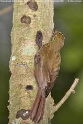 Plain-winged Woodcreeper, REGUA, Rio de Janeiro, Brazil, November 2006 - click for larger image