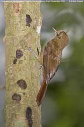 Plain-winged Woodcreeper, REGUA, Rio de Janeiro, Brazil, November 2006 - click for larger image