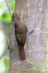 Plain-winged Woodcreeper, Boa Nova, Bahia, Brazil, October 2008 - click for larger image