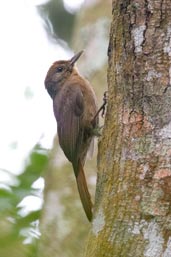 Plain-winged Woodcreeper, Boa Nova, Bahia, Brazil, October 2008 - click for larger image