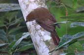 Plain-winged Woodcreeper, Ubatuba, S&atilde;o Paulo, Brazil, July 2002 - click for larger image