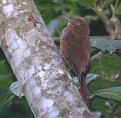 Plain-winged Woodcreeper, Ubatuba, S&atilde;o Paulo, Brazil, July 2002 - click for larger image