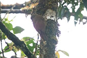 Tyrannine Woodcreeper, Cabanas San Isidro, Napo, Ecuador, November 2019 - click for larger image