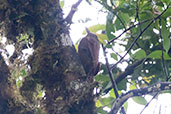 Tyrannine Woodcreeper, Cabanas San Isidro, Napo, Ecuador, November 2019 - click for larger image