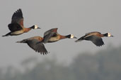 White-faced Whistling-duck, Aguas de São Pedro, São Paulo, Brazil, August 2004 - click for larger image