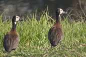 White-faced Whistling-duck, Aguas de São Pedro, São Paulo, Brazil, August 2004 - click for larger image