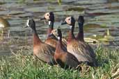 White-faced Whistling-duck, Aguas de São Pedro, São Paulo, Brazil, August 2004 - click for larger image