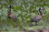 White-faced Whistling-duck, Pantanal, Mato Grosso, Brazil, December 2006 - click for larger image