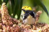 Male Black-throated Green Warbler, La Güira, Cuba, February 2005 - click for larger image