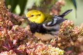 Male Black-throated Green Warbler, La Güira, Cuba, February 2005 - click for larger image