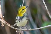 Female Black-throated Green Warbler, Soplillar, Zapata Swamp, Cuba, February 2005 - click for larger image