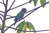 Red-fan Parrot, Carajás, Pará, Brazil, October 2005 - click for larger image