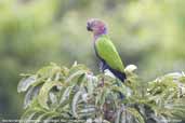 Red-fan Parrot, Cristalino, Mato Grosso, Brazil, December 2006 - click for larger image