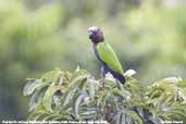 Red-fan Parrot, Cristalino, Mato Grosso, Brazil, December 2006 - click for larger image