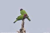 Red-fan Parrot, Cristalino, Mato Grosso, Brazil, December 2006 - click for larger image
